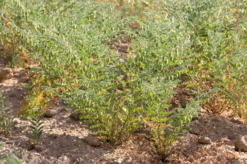 Vibrant gram crop with healthy pods in a Bhil farmer's Khadin-A Nature-Based Solution for Water for Agriculture in Thar Desert, Jaisalmer district, Rajasthan